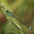 Große Pechlibelle (Ischnura elegans)